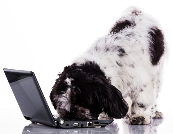 dog-laptop